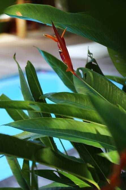 Villa Vermelha - Altos De Trancoso Ngoại thất bức ảnh
